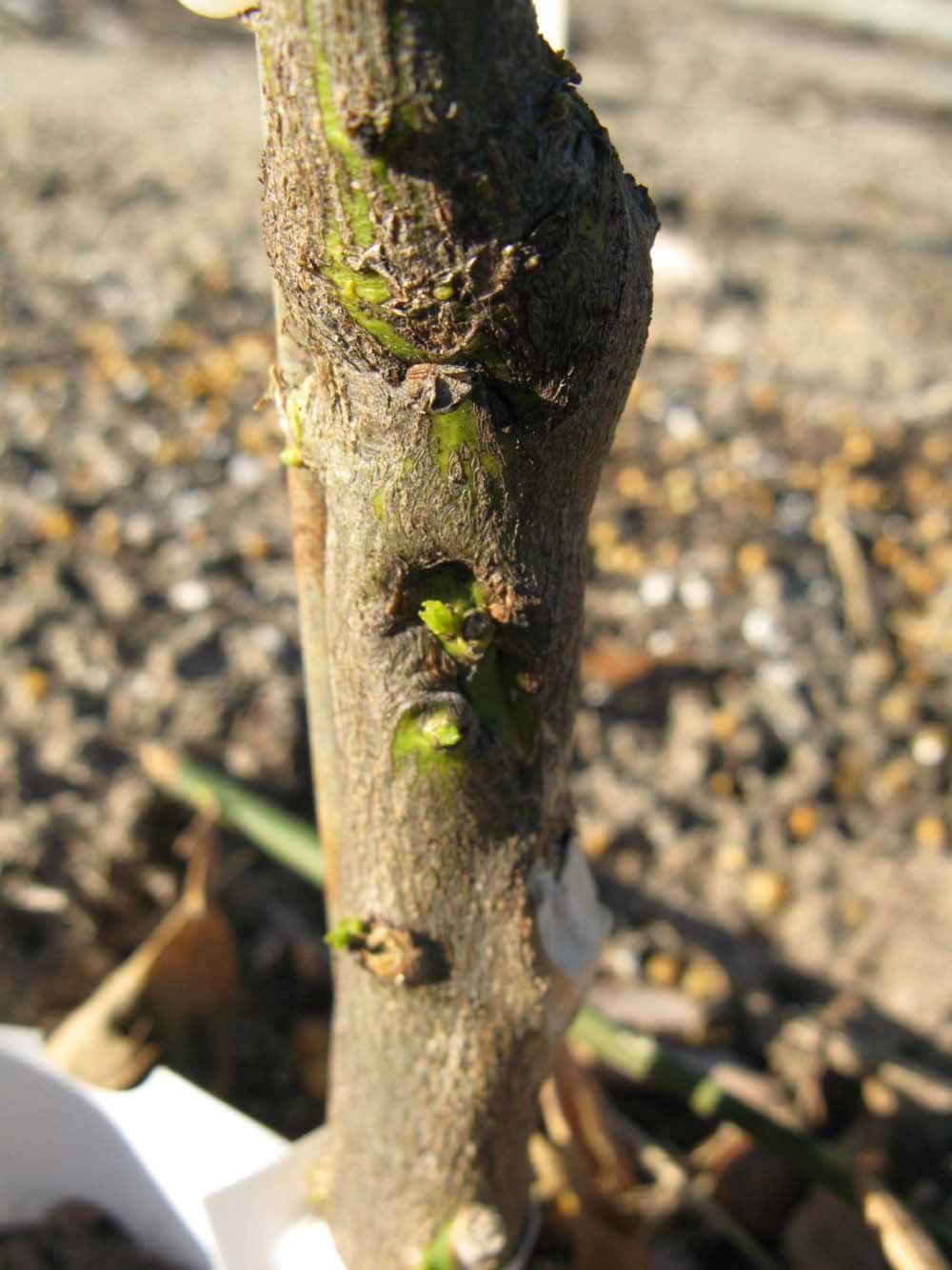              Bark (Winter Haven, FL)       